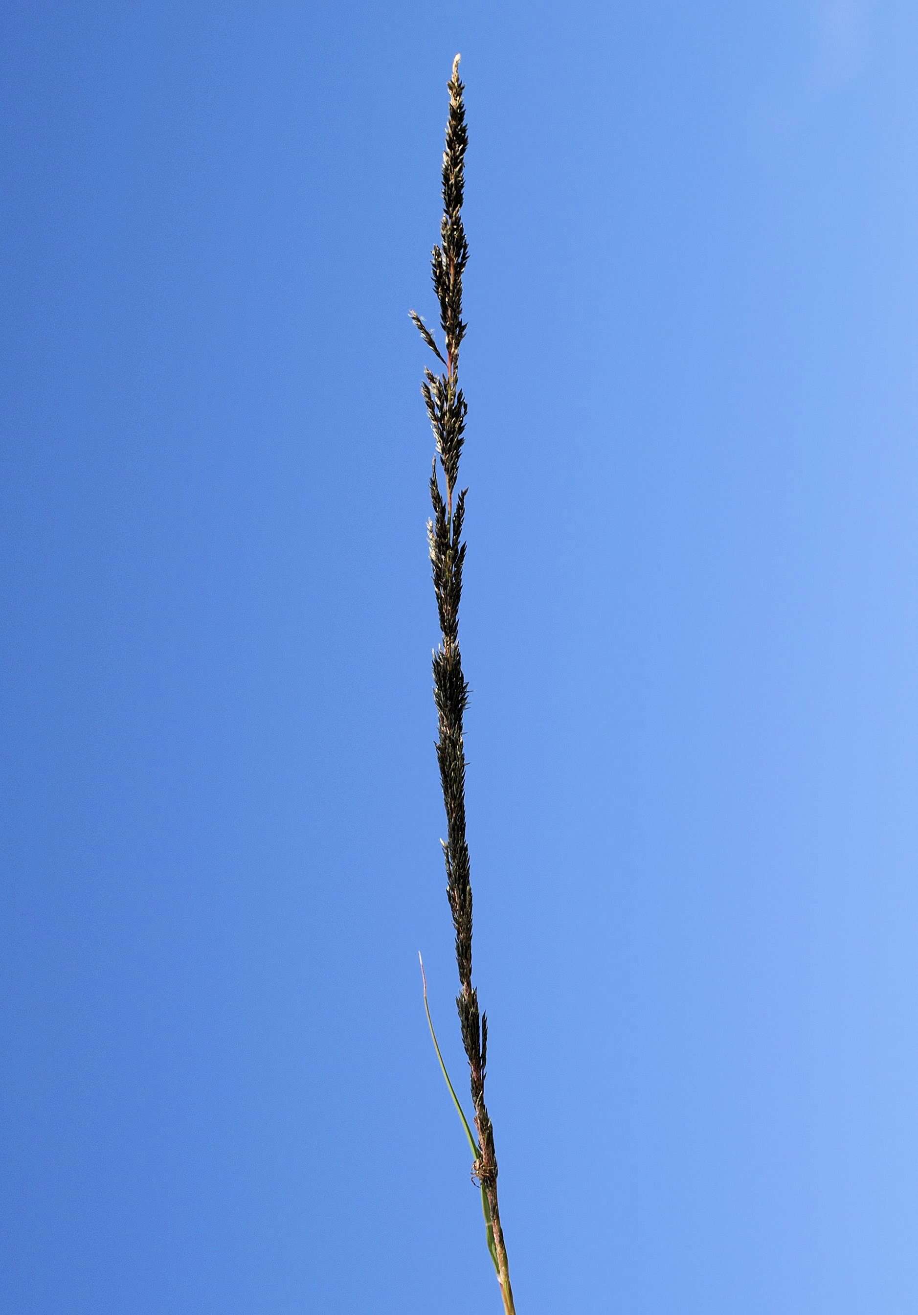 Image of Catstail dropseed