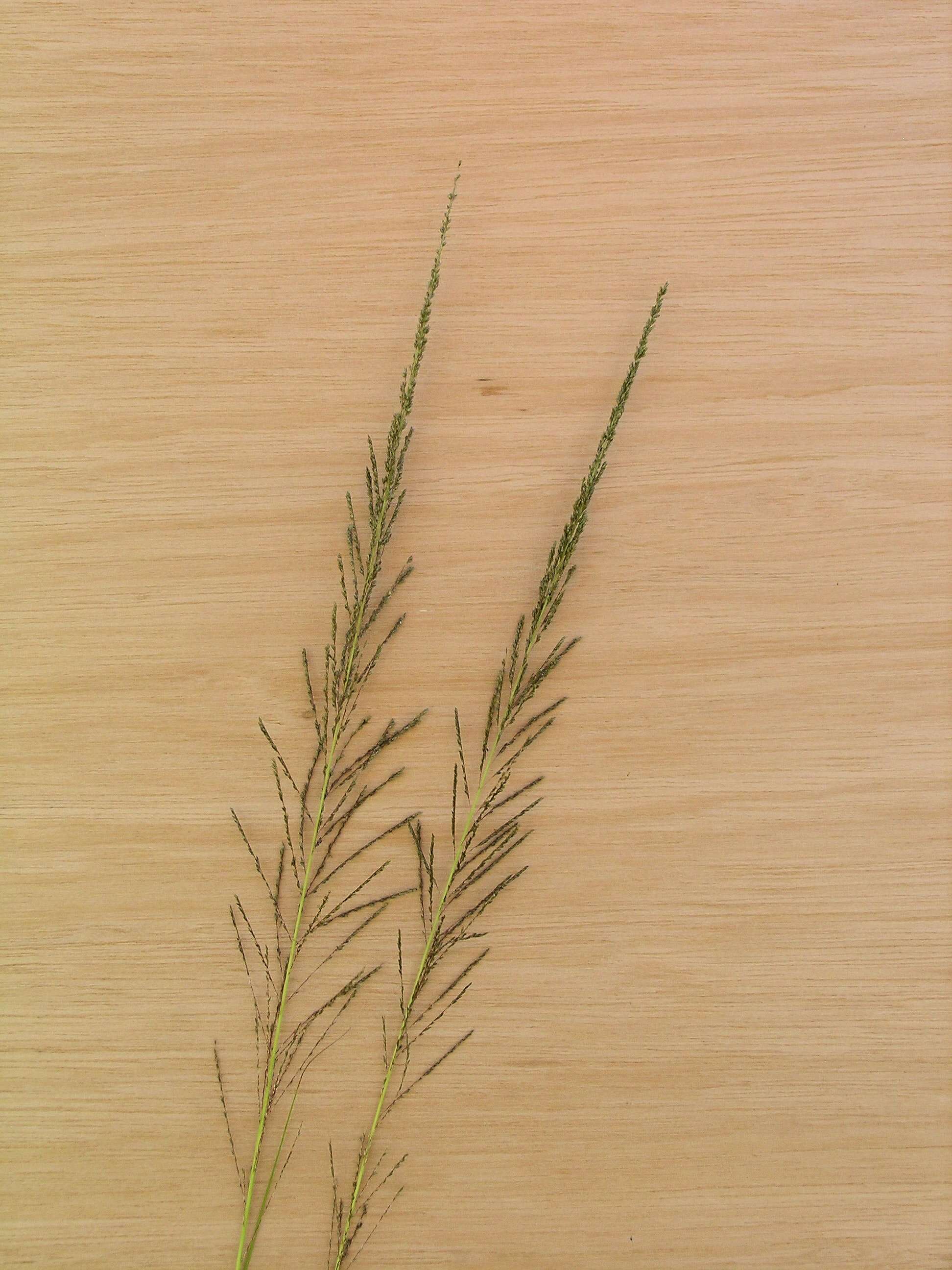 Image of Catstail dropseed