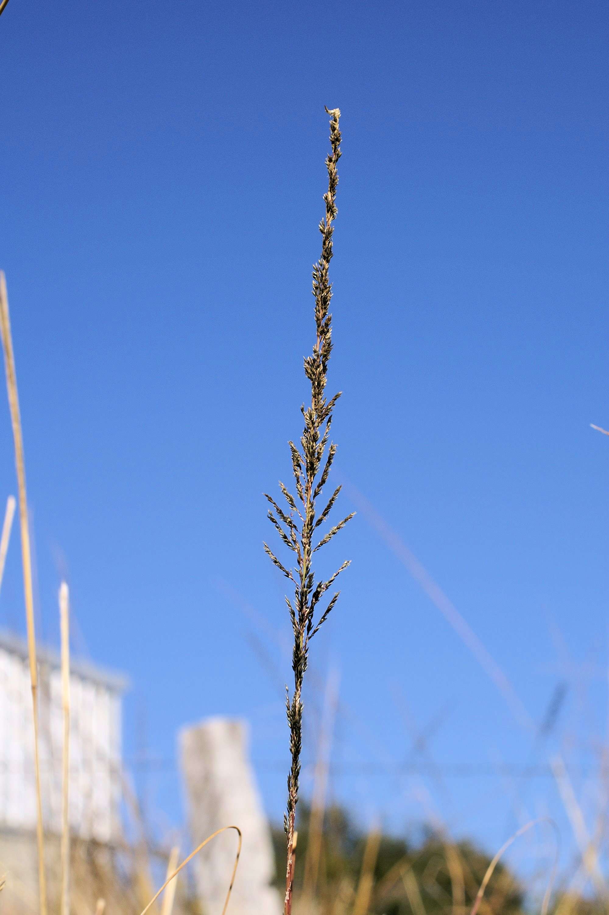 Image of Catstail dropseed