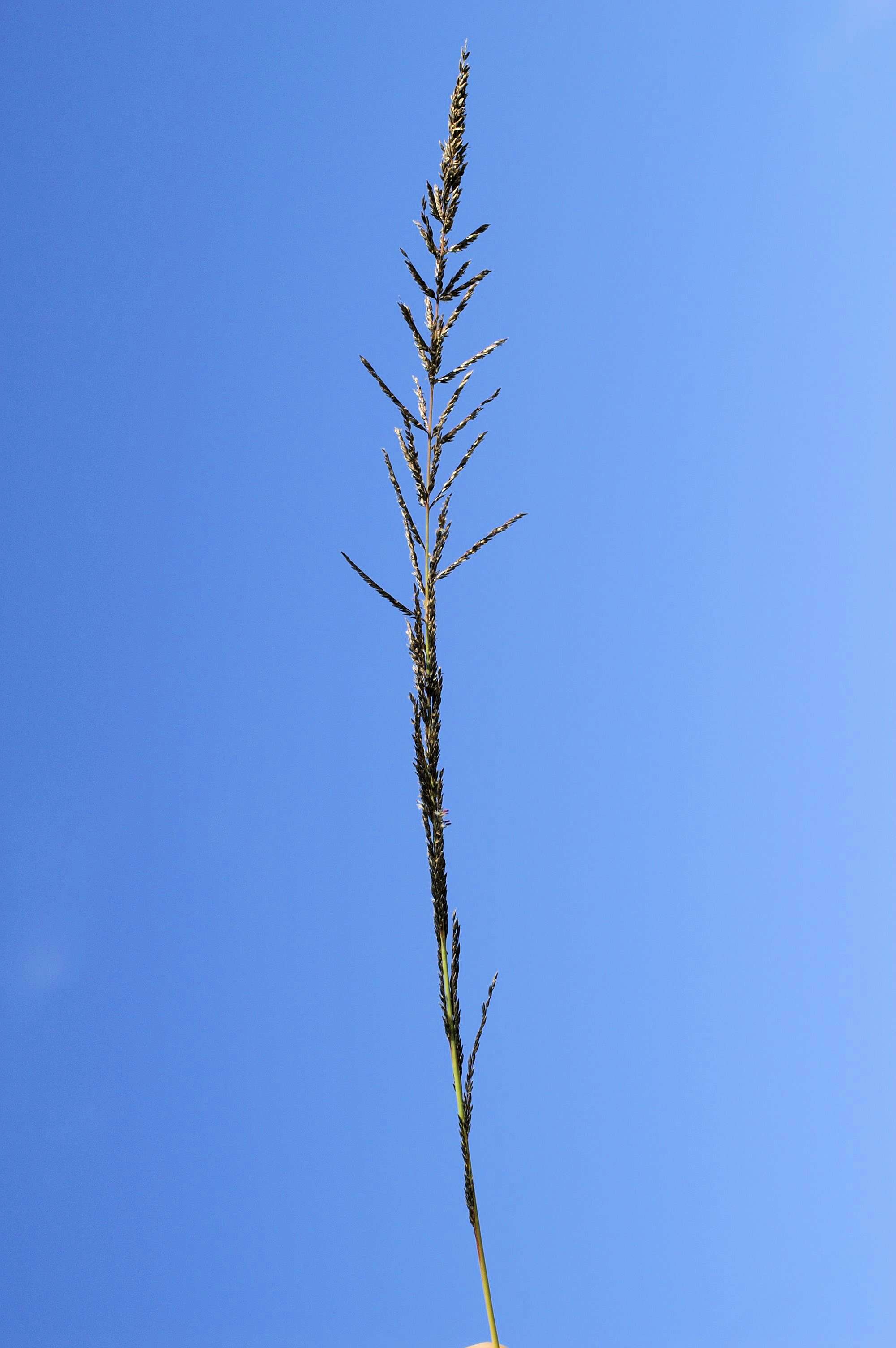 Image of Catstail dropseed