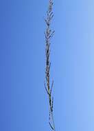 Image of Catstail dropseed