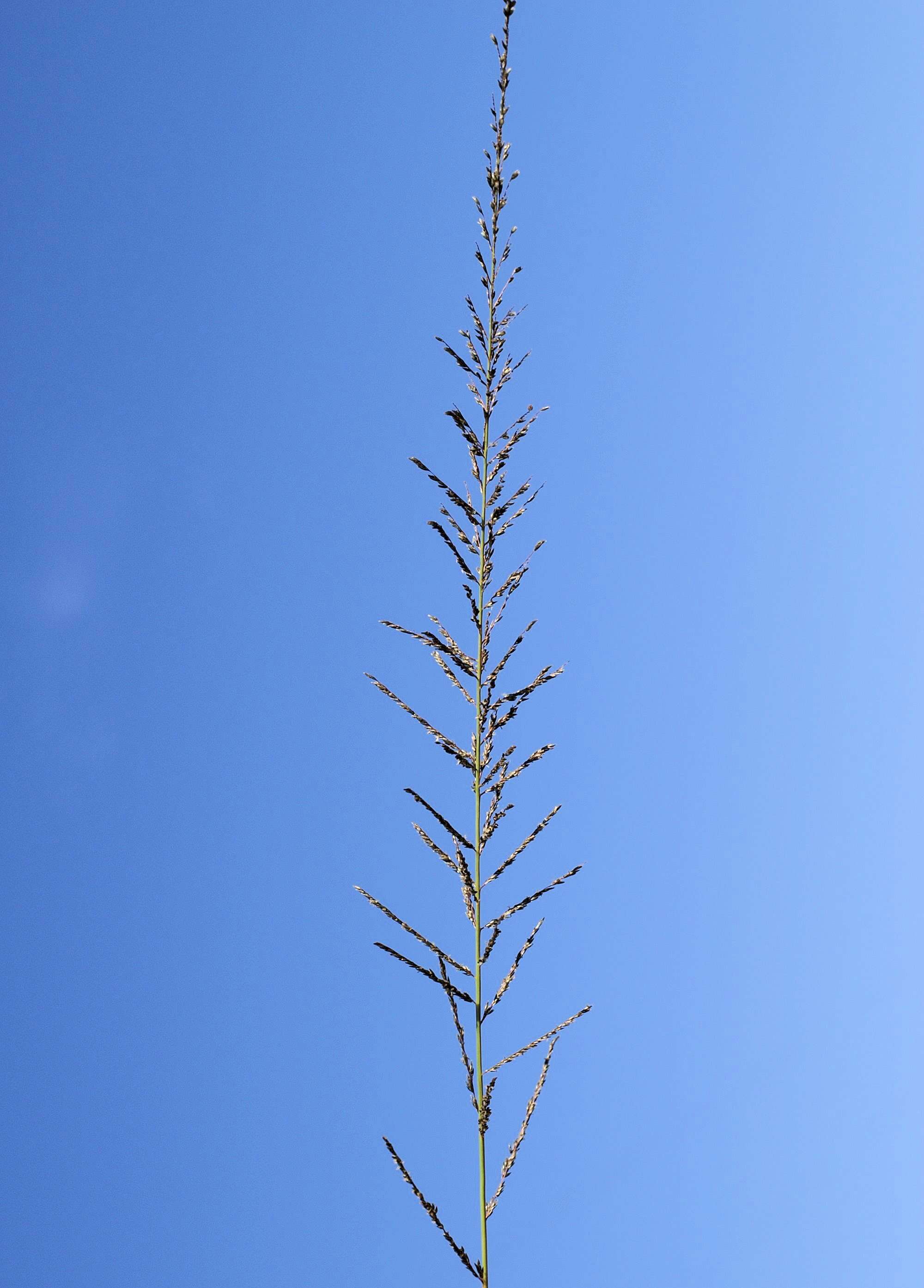 Image of Catstail dropseed