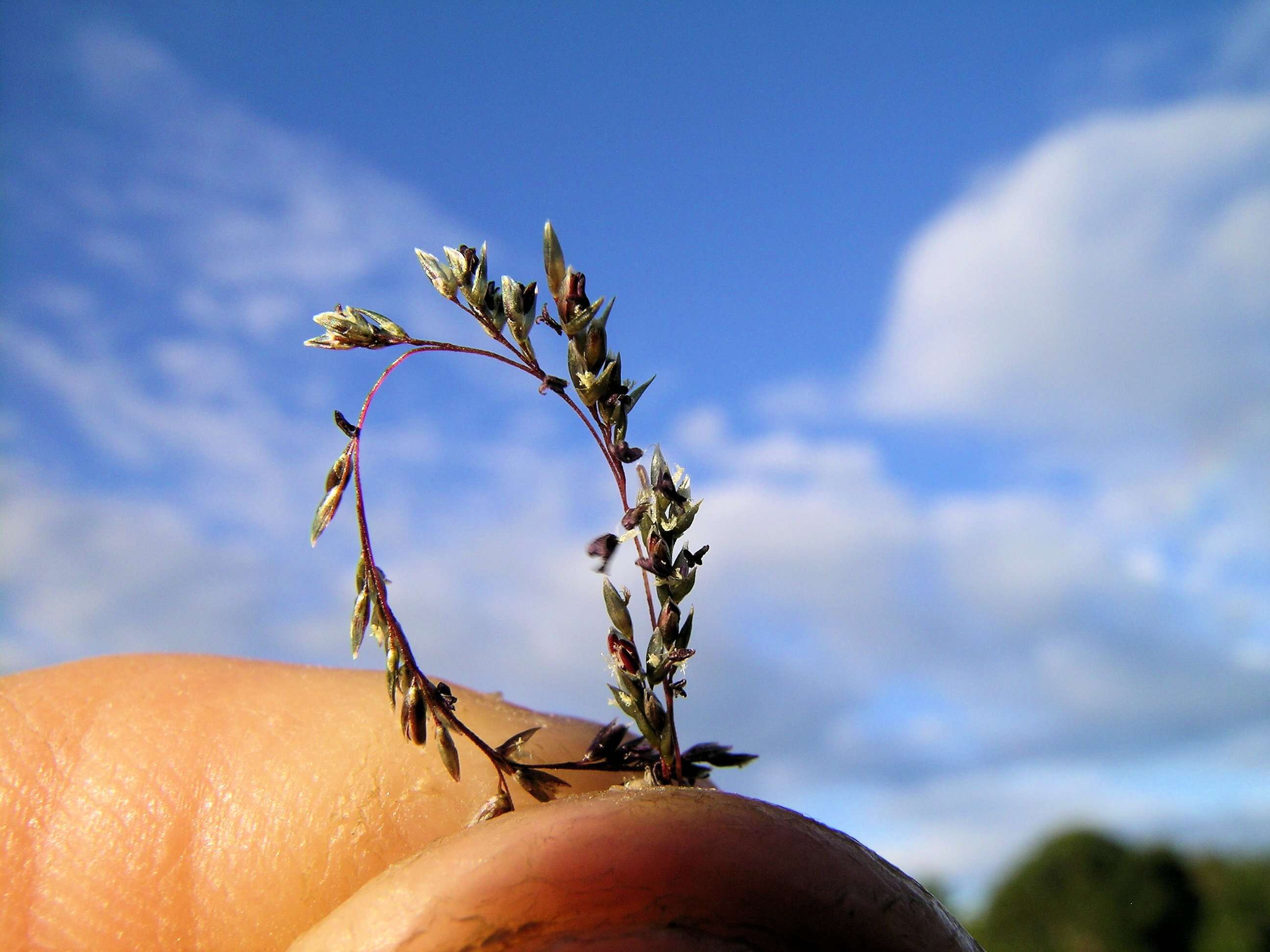 Image of Catstail dropseed