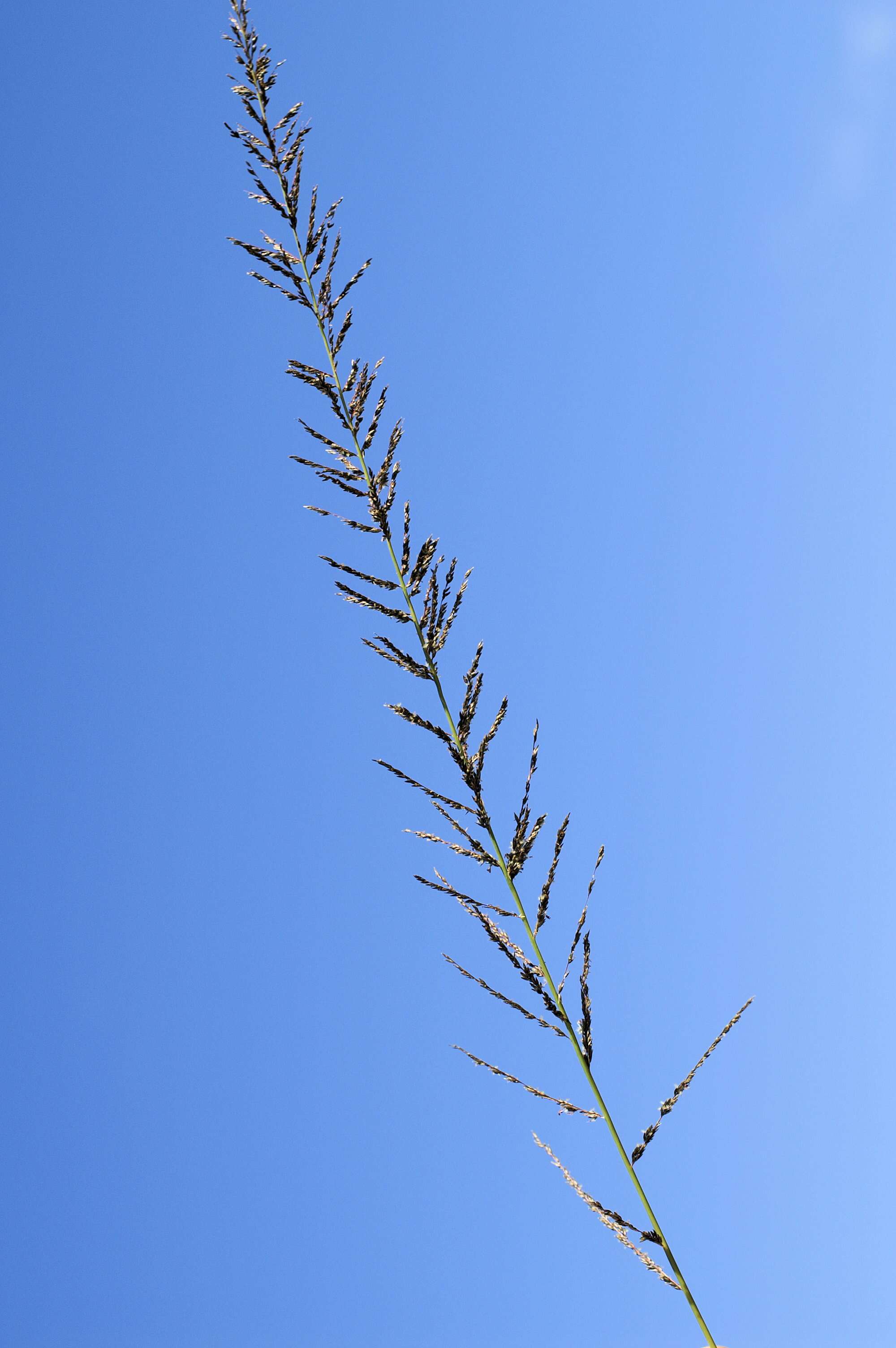 Image of Catstail dropseed