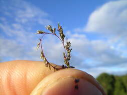 Image of Catstail dropseed