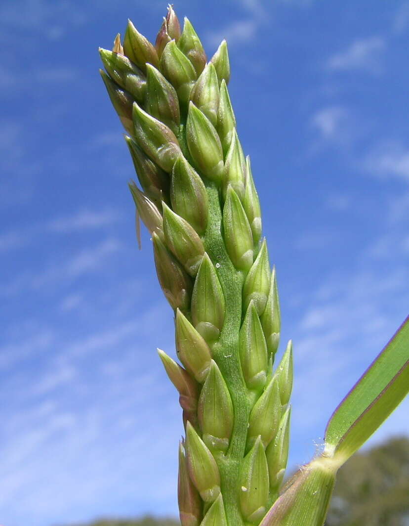 Image of St. Augustine grass