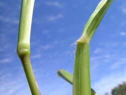 Image of St. Augustine grass