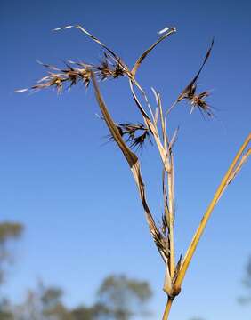 Themeda quadrivalvis (L.) Kuntze resmi