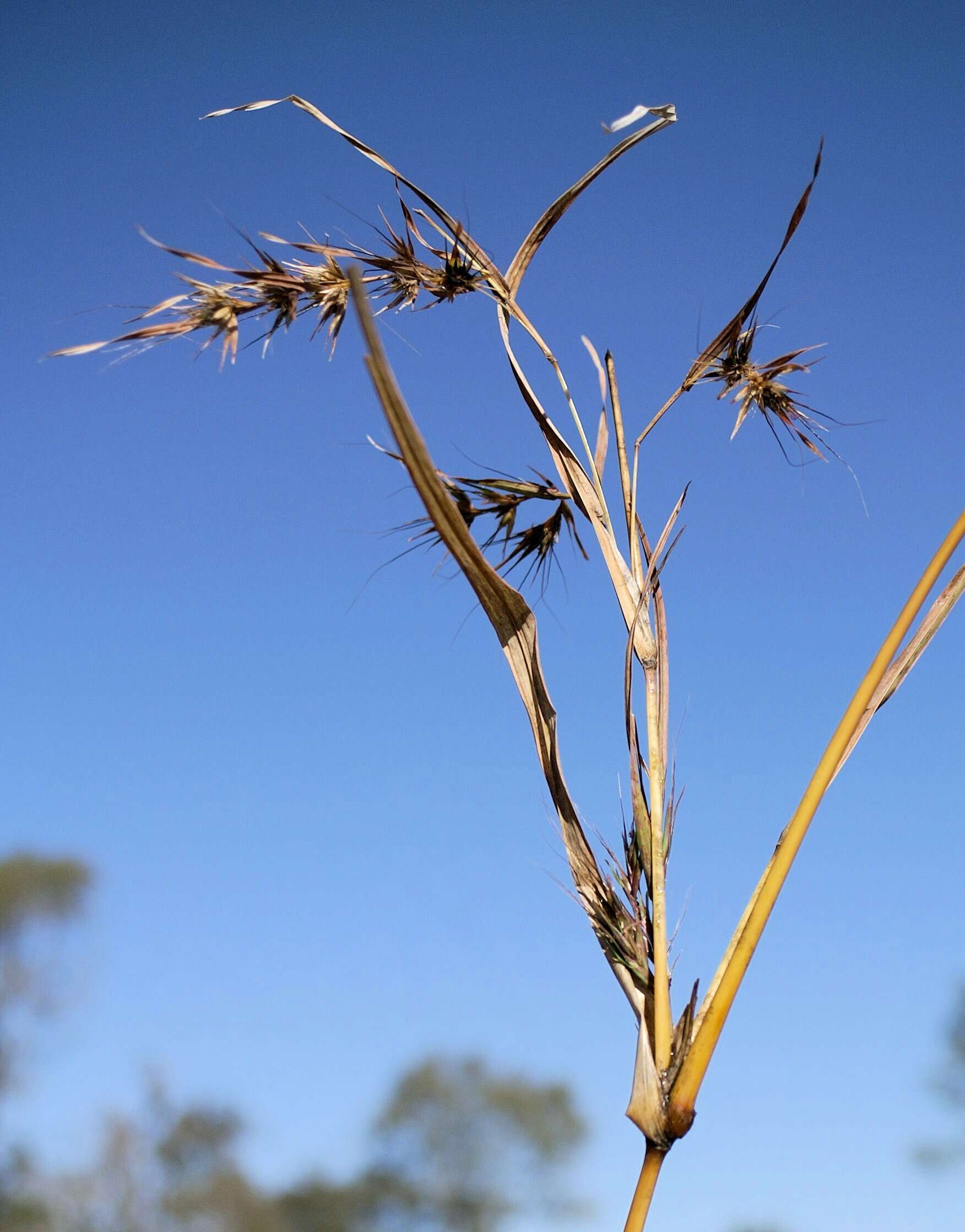 Themeda quadrivalvis (L.) Kuntze resmi