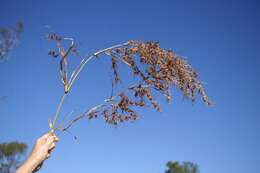 Image of kangaroo grass