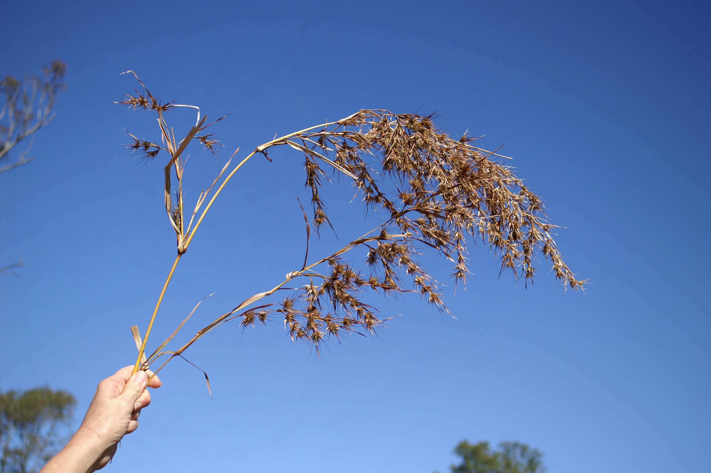 Themeda quadrivalvis (L.) Kuntze resmi