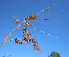 Image of kangaroo grass