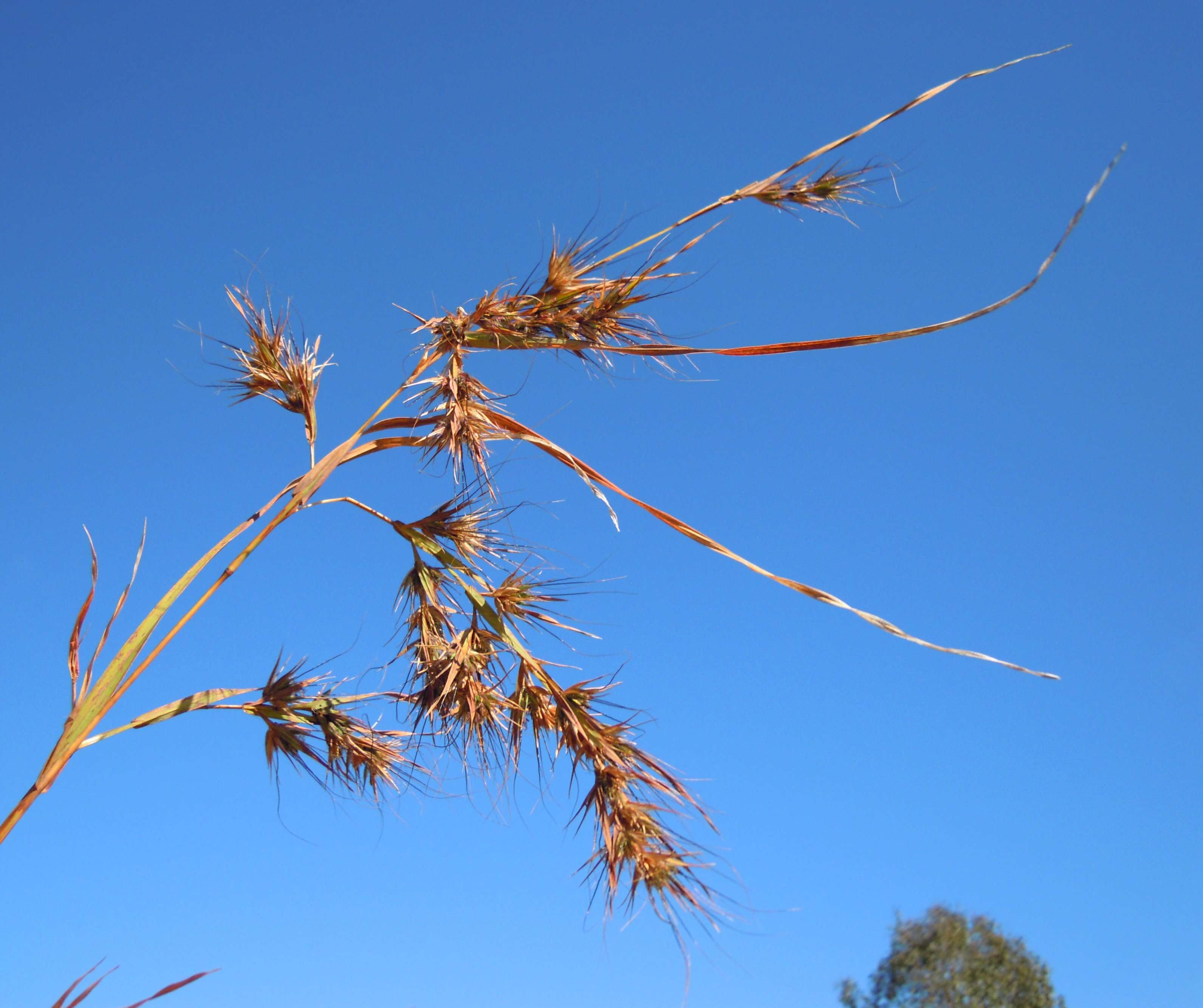 Themeda quadrivalvis (L.) Kuntze resmi