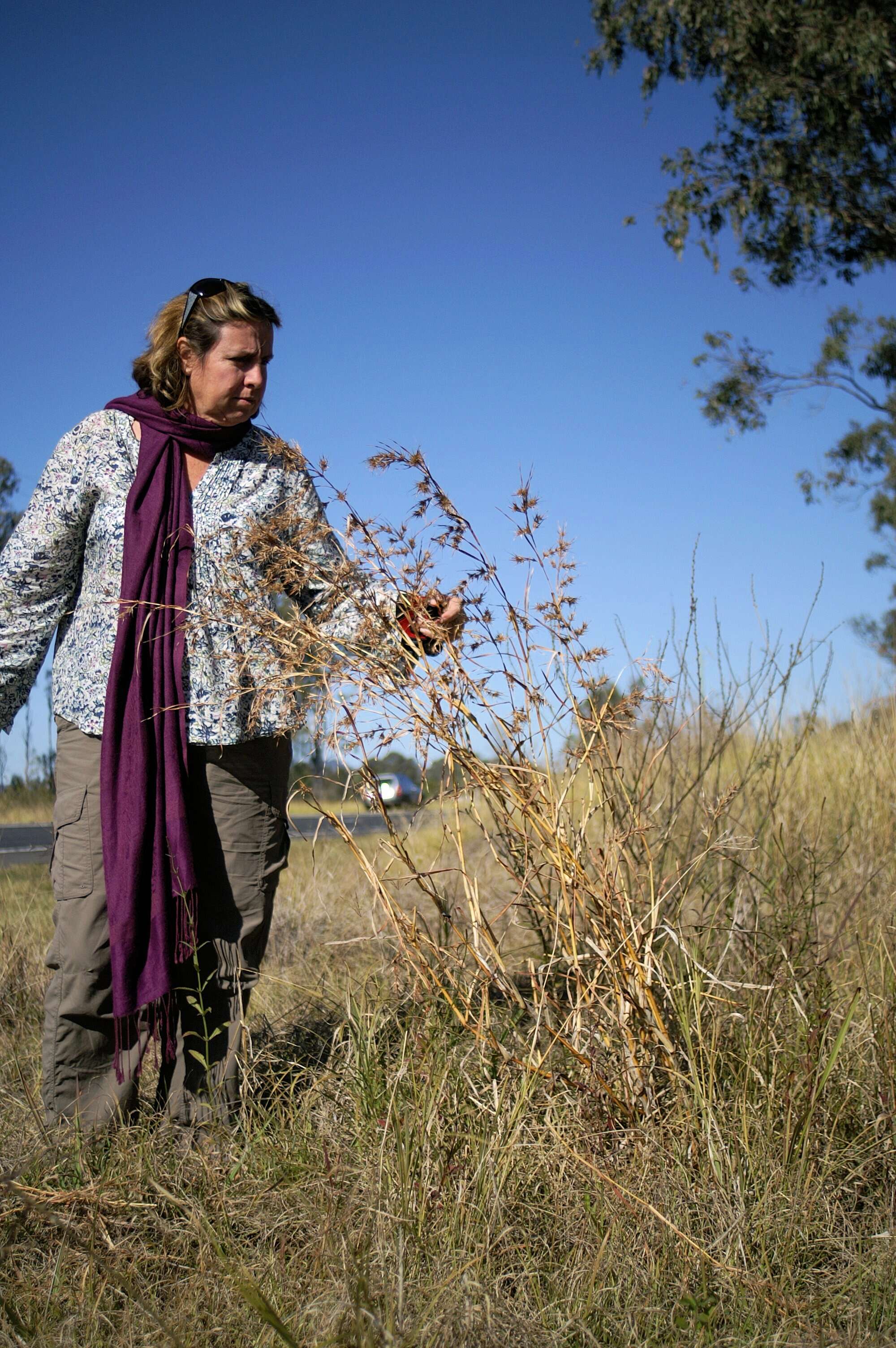 Themeda quadrivalvis (L.) Kuntze resmi