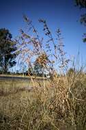 Themeda quadrivalvis (L.) Kuntze resmi