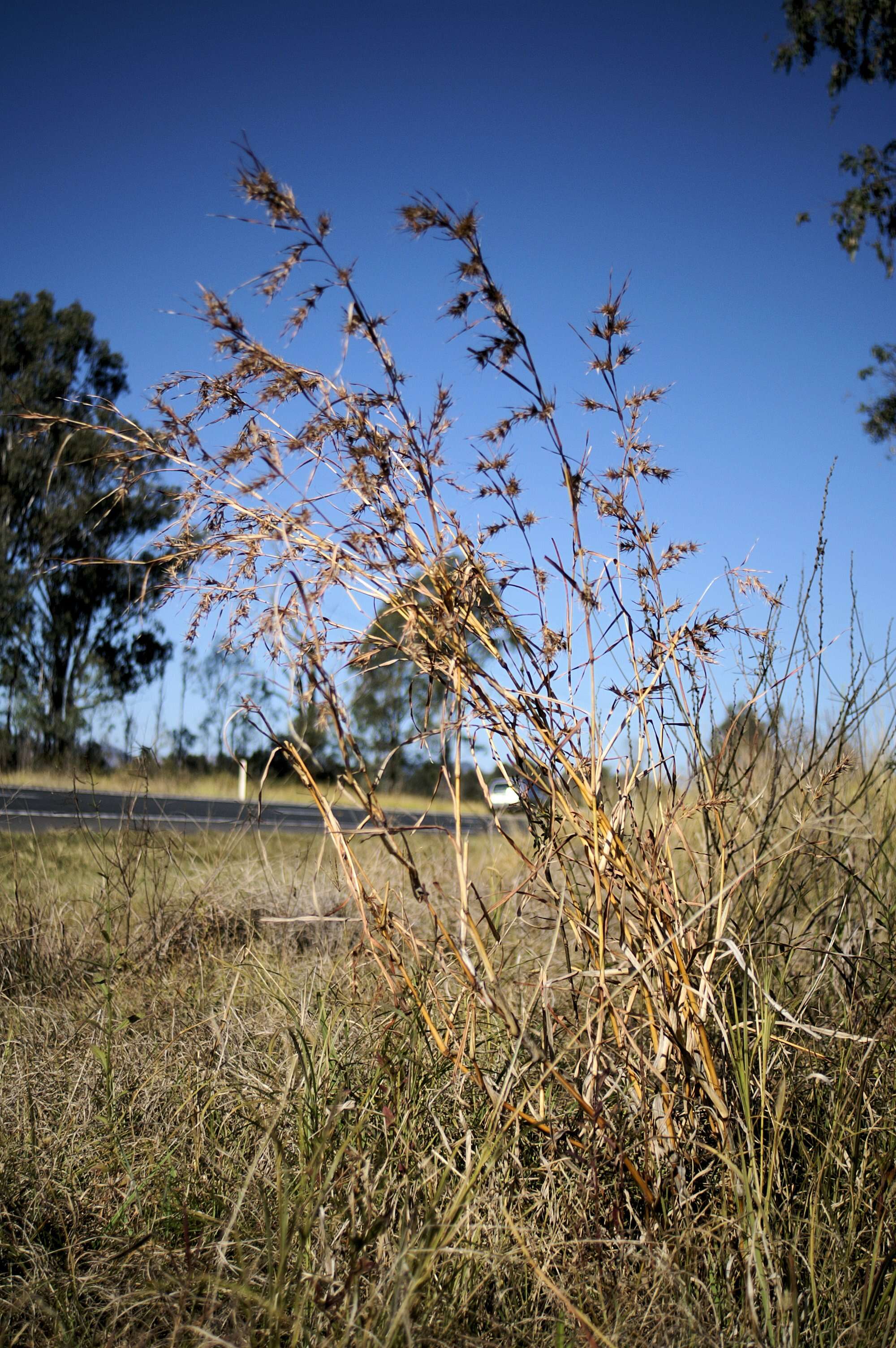 Image of kangaroo grass