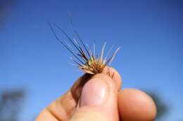 Image of kangaroo grass