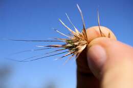 Themeda quadrivalvis (L.) Kuntze resmi