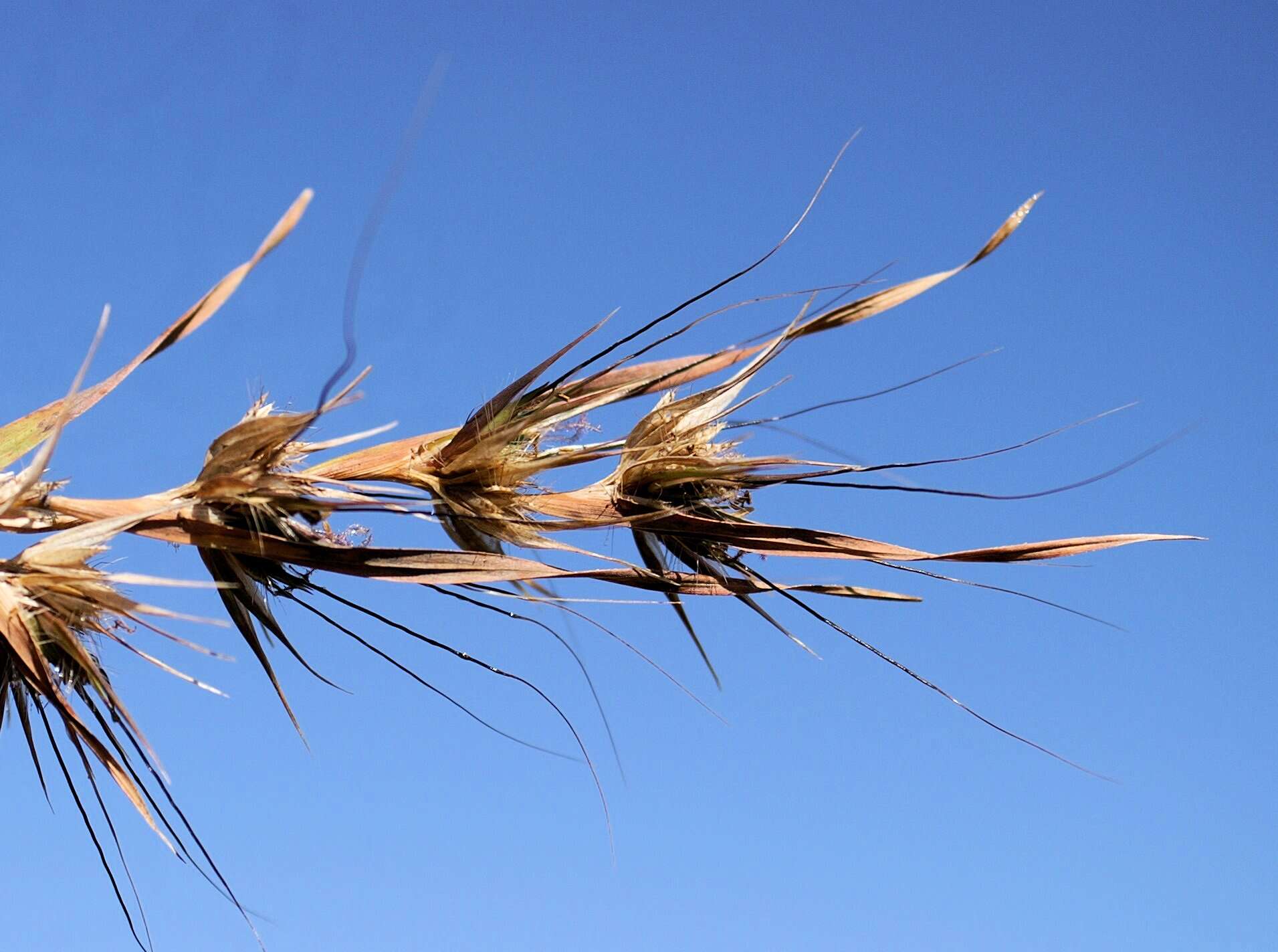 Image of kangaroo grass