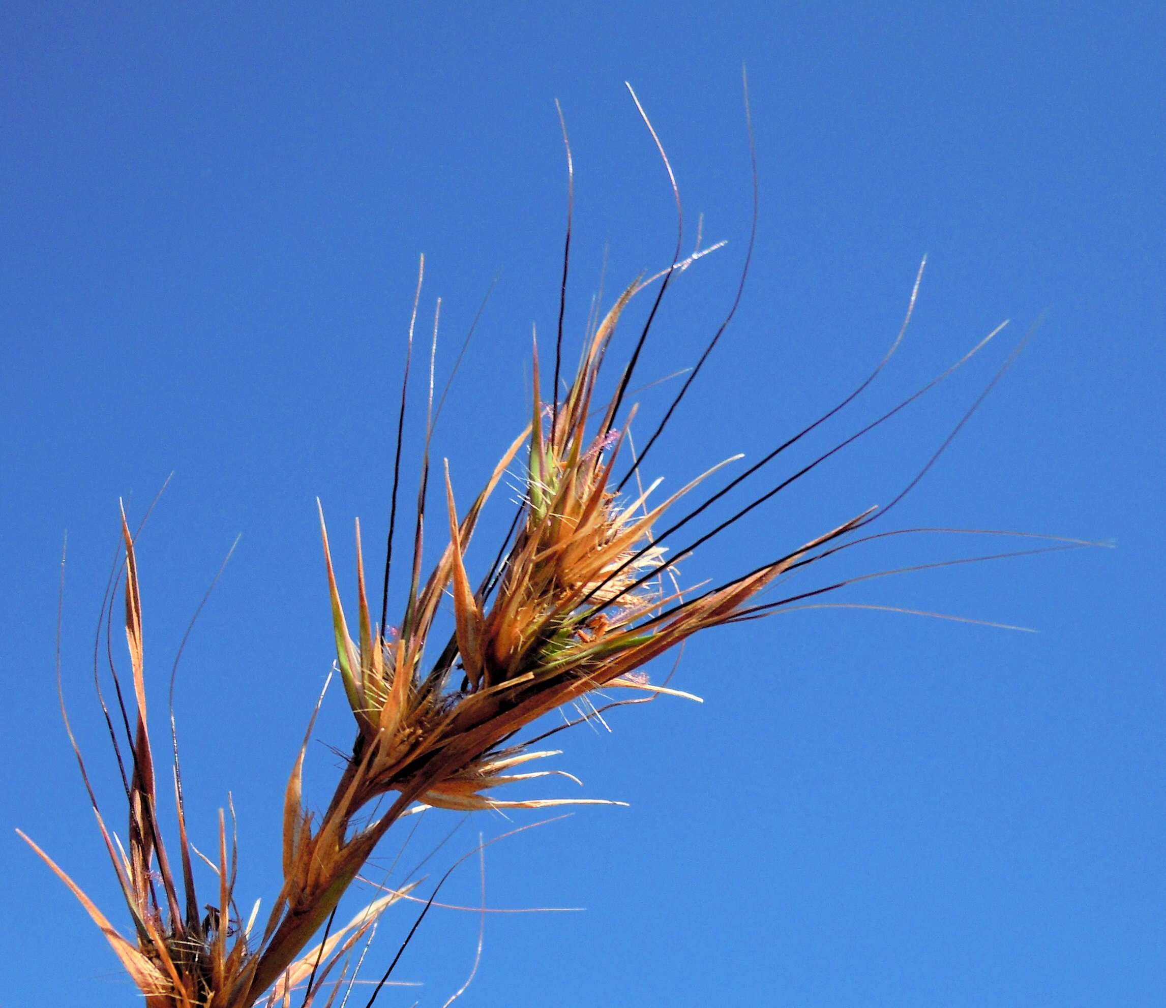 Image of kangaroo grass