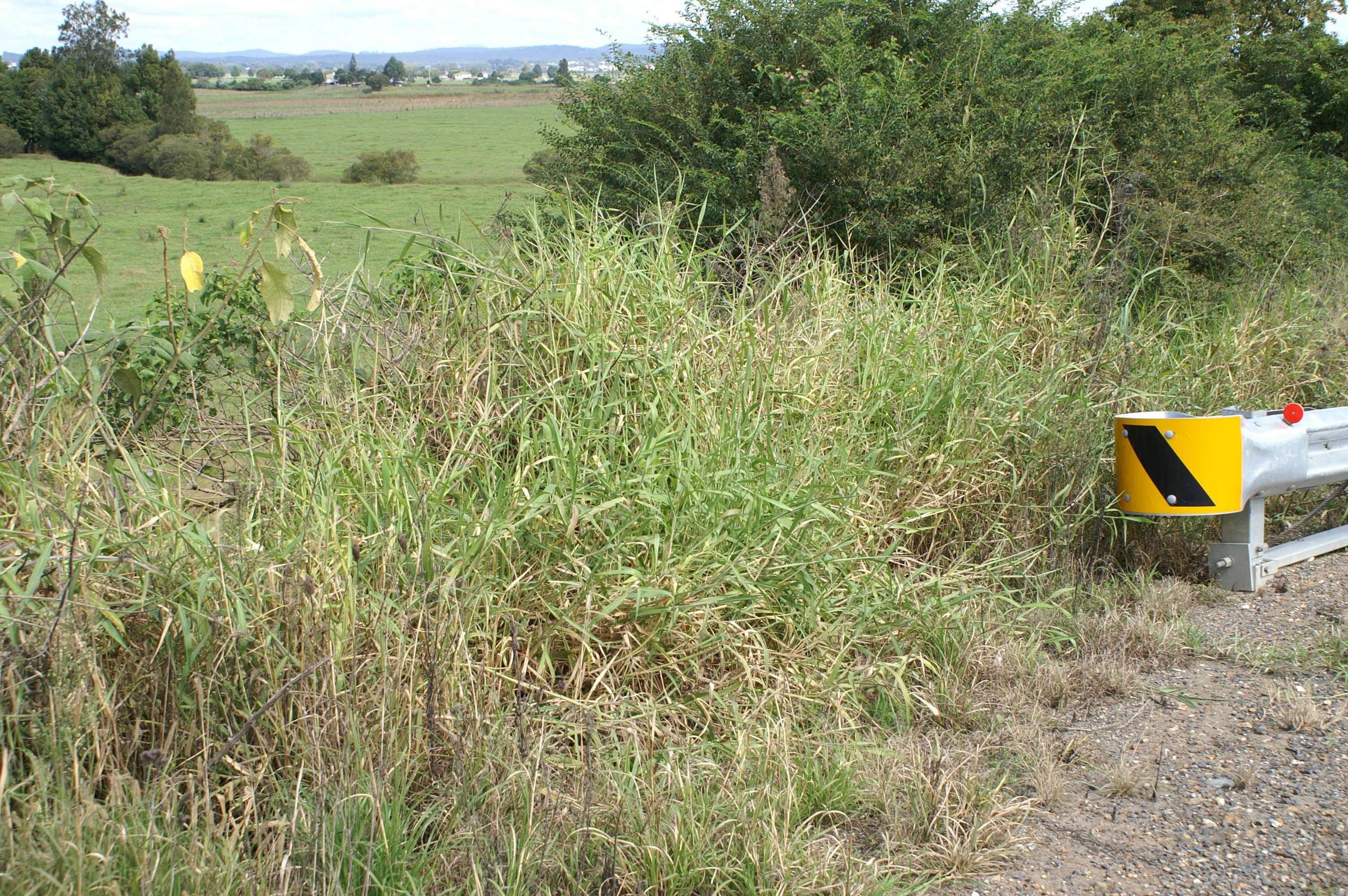 Plancia ëd Brachiaria mutica (Forssk.) Stapf