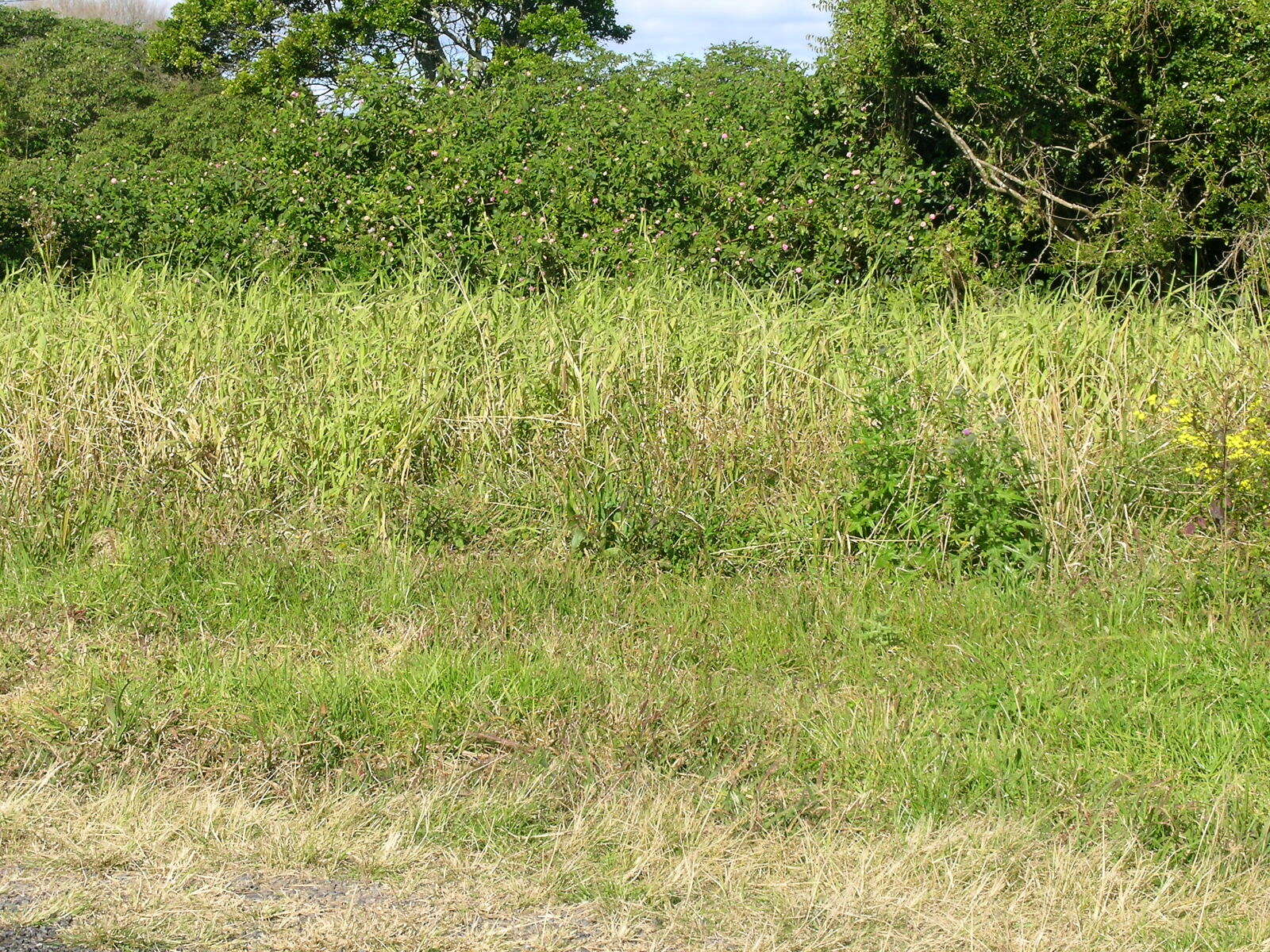 Image of Para Liverseed Grass