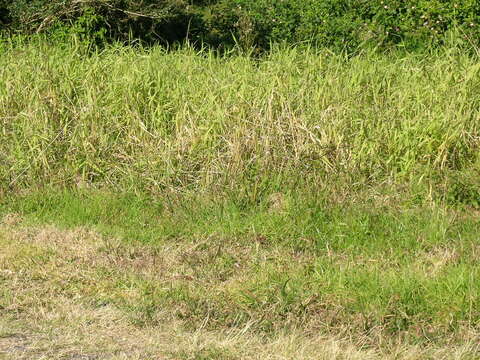 Image of Para Liverseed Grass