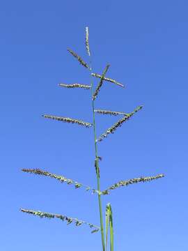 Plancia ëd Brachiaria mutica (Forssk.) Stapf