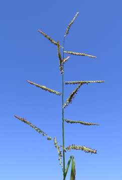 Plancia ëd Brachiaria mutica (Forssk.) Stapf