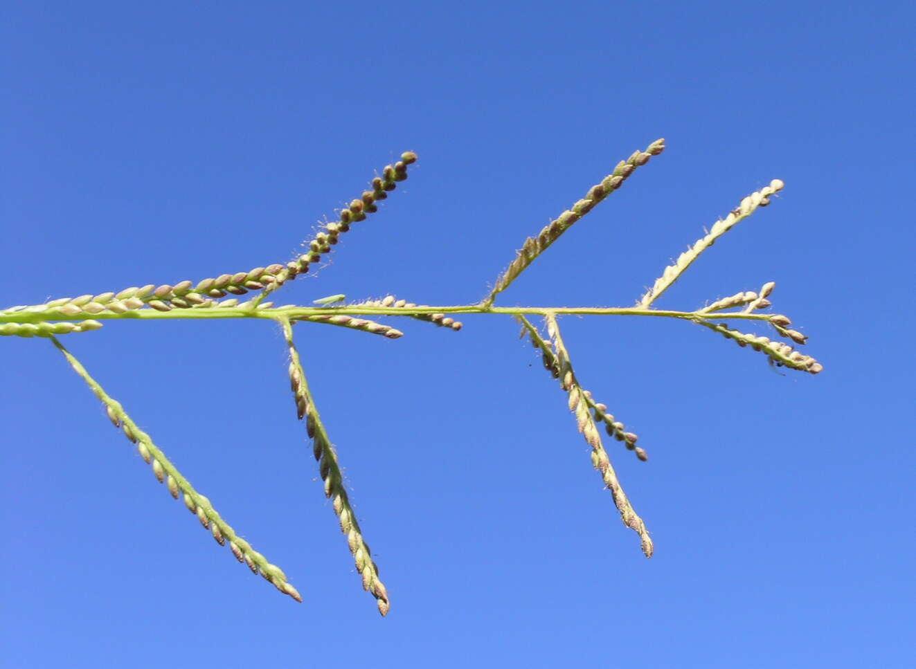 Plancia ëd Brachiaria mutica (Forssk.) Stapf