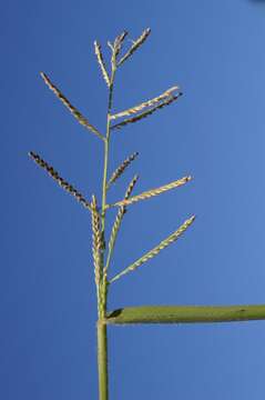 Plancia ëd Brachiaria mutica (Forssk.) Stapf