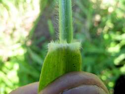 Plancia ëd Brachiaria mutica (Forssk.) Stapf