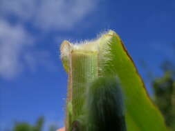 Plancia ëd Brachiaria mutica (Forssk.) Stapf