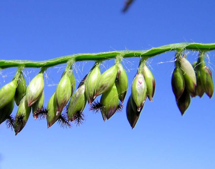 Plancia ëd Brachiaria mutica (Forssk.) Stapf