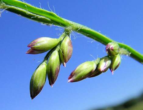 Plancia ëd Brachiaria mutica (Forssk.) Stapf