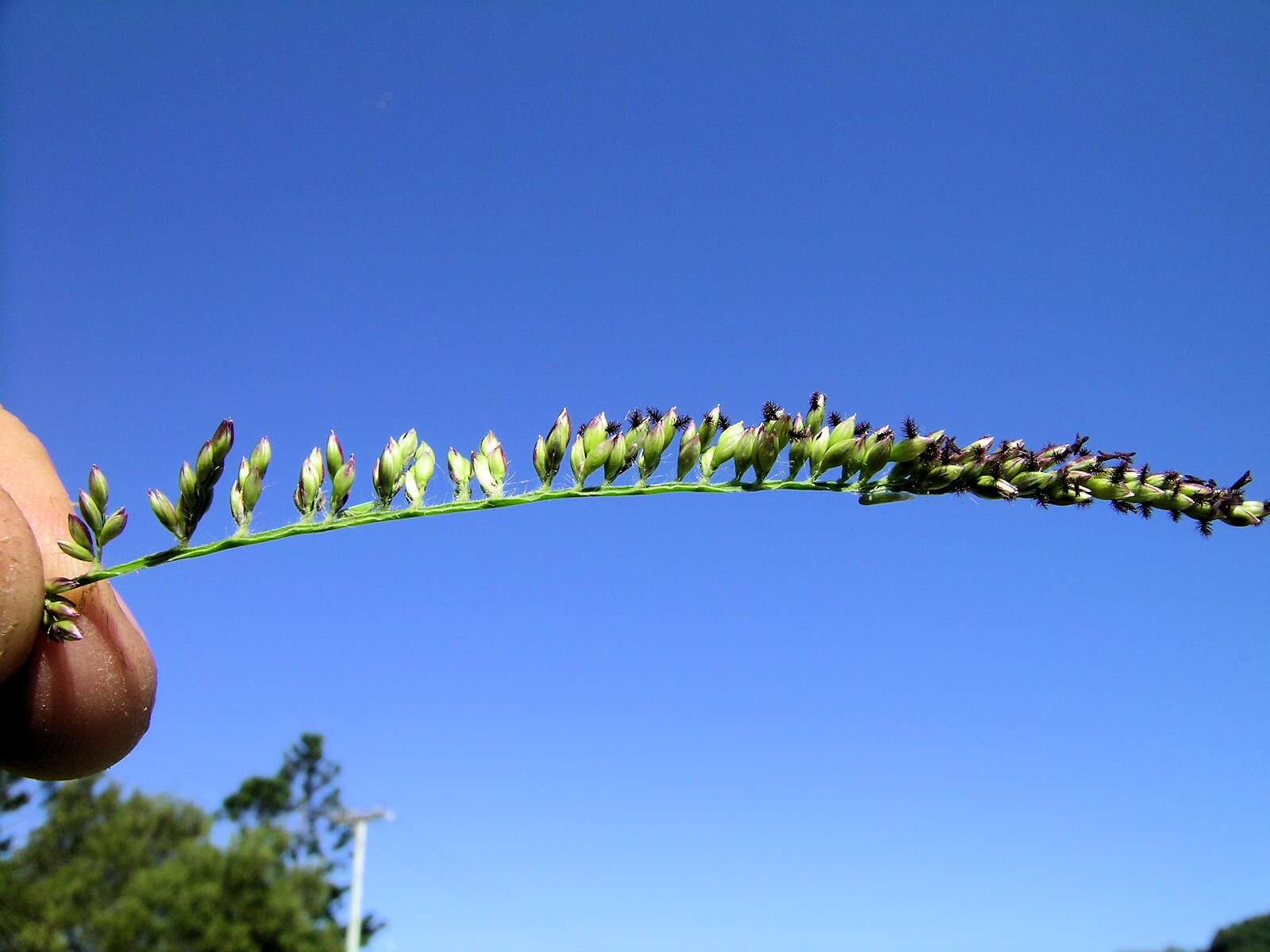 Plancia ëd Brachiaria mutica (Forssk.) Stapf