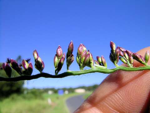 Plancia ëd Brachiaria mutica (Forssk.) Stapf