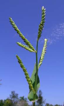 Image of panic liverseed grass