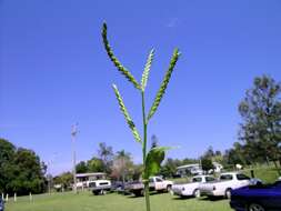 Image of panic liverseed grass