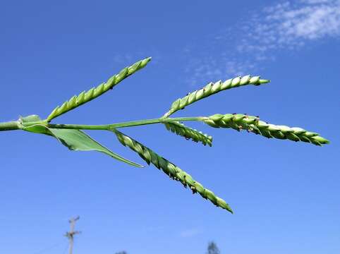 Image of panic liverseed grass