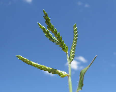 Image of panic liverseed grass