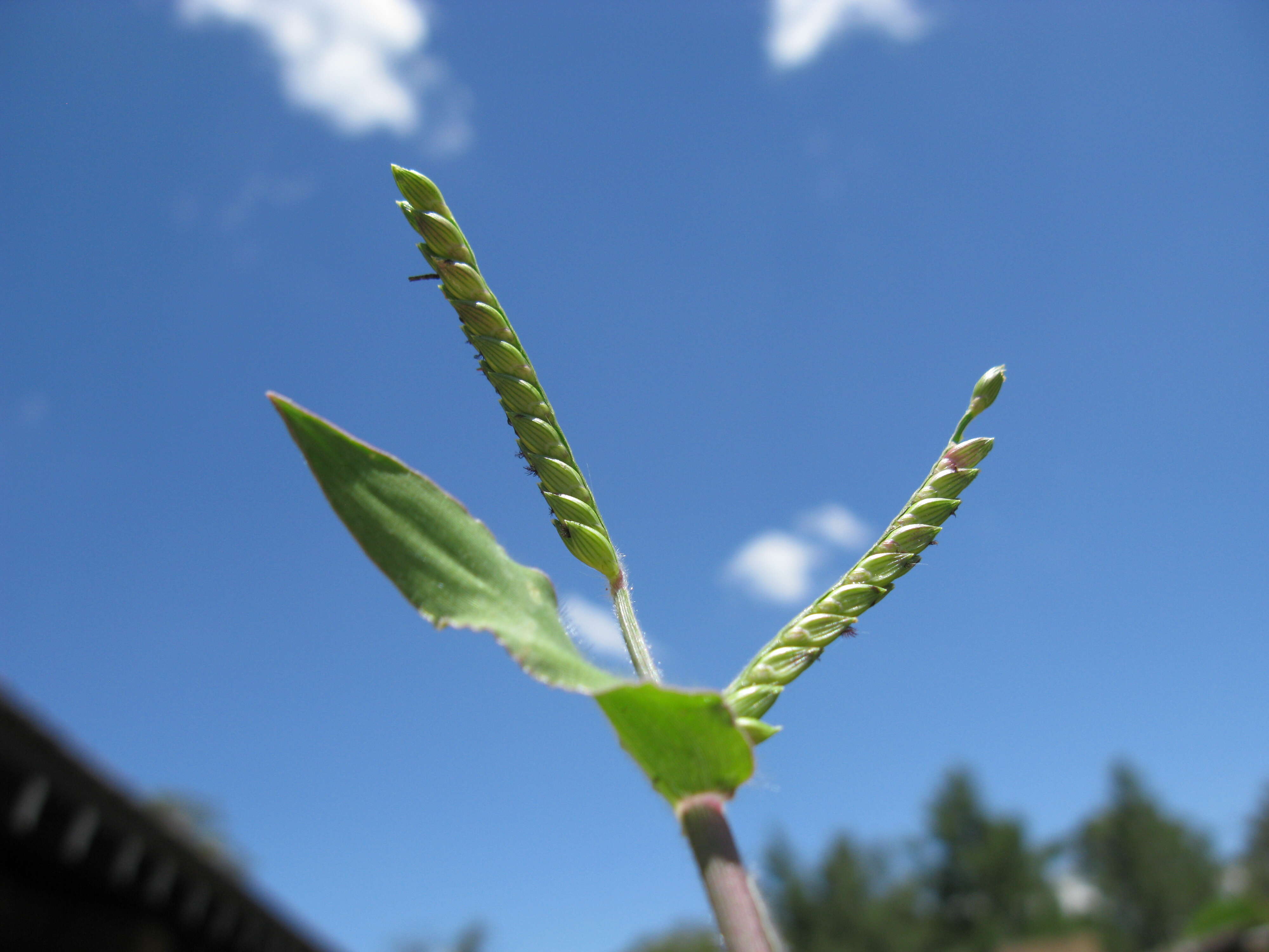 Image of panic liverseed grass