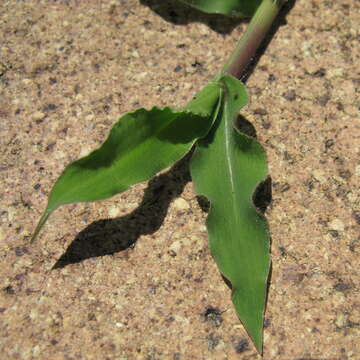 Image of panic liverseed grass