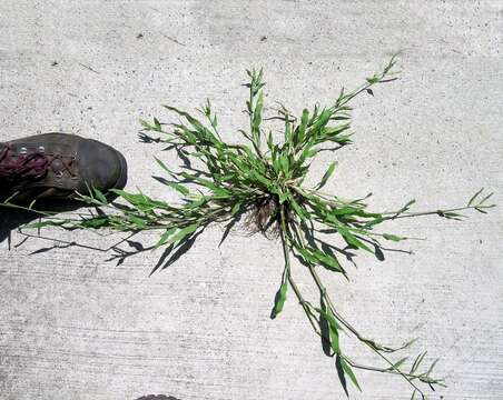 Image of panic liverseed grass