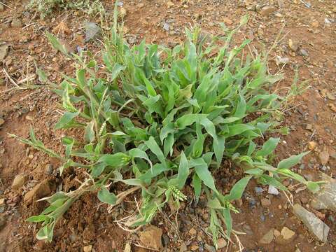 Image of panic liverseed grass