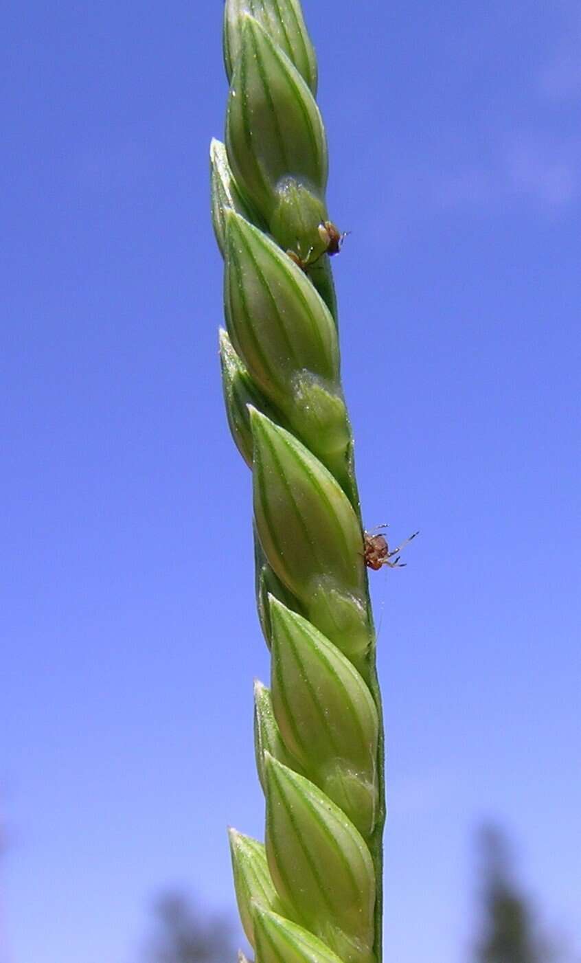 Image of panic liverseed grass