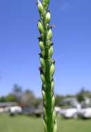 Image of panic liverseed grass