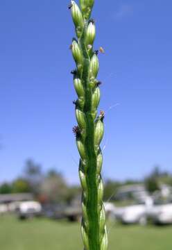 Image of panic liverseed grass