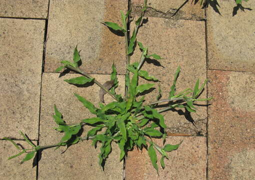 Image of panic liverseed grass