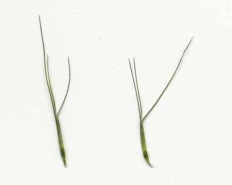 Image of Aristida calycina R. Br.